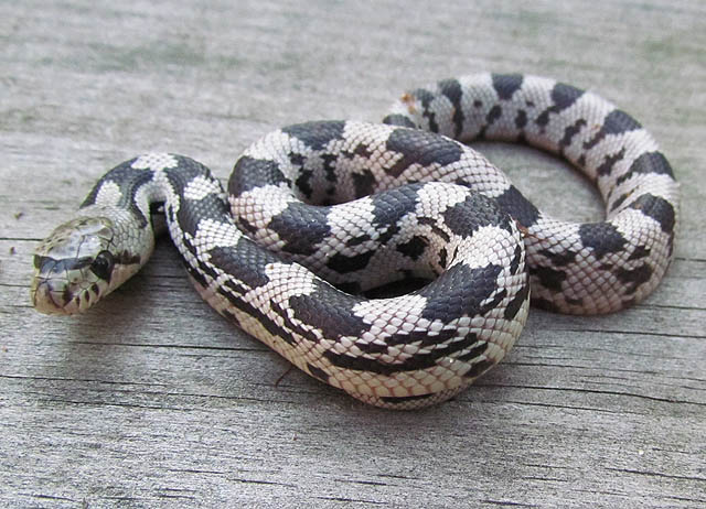 Northern Pine Snake